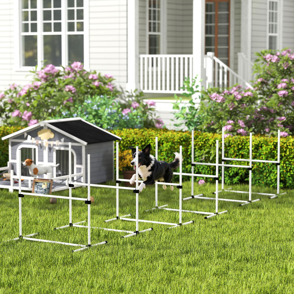 Dog running through white agility jump bars in front of a house