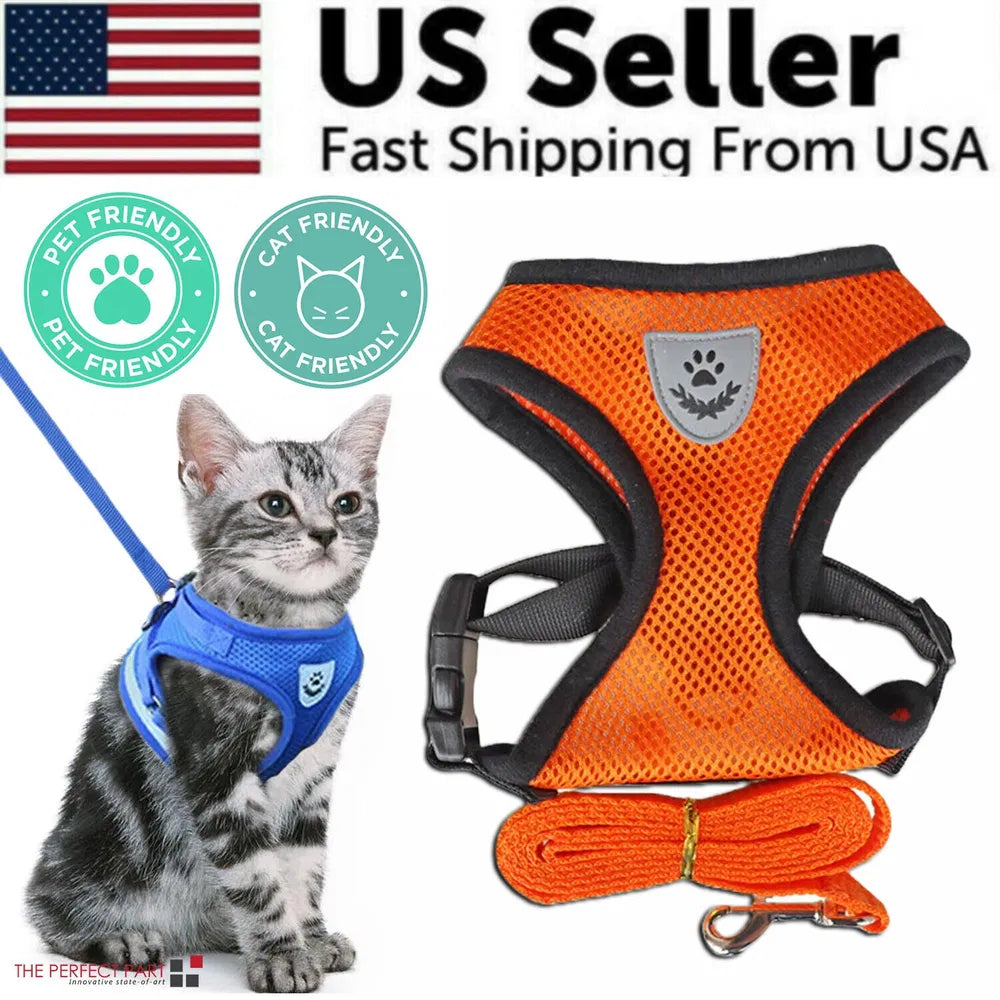 Orange reflective mesh no-pull dog harness vest with orange leash; silver tabby kitten wearing blue escape-proof cat harness