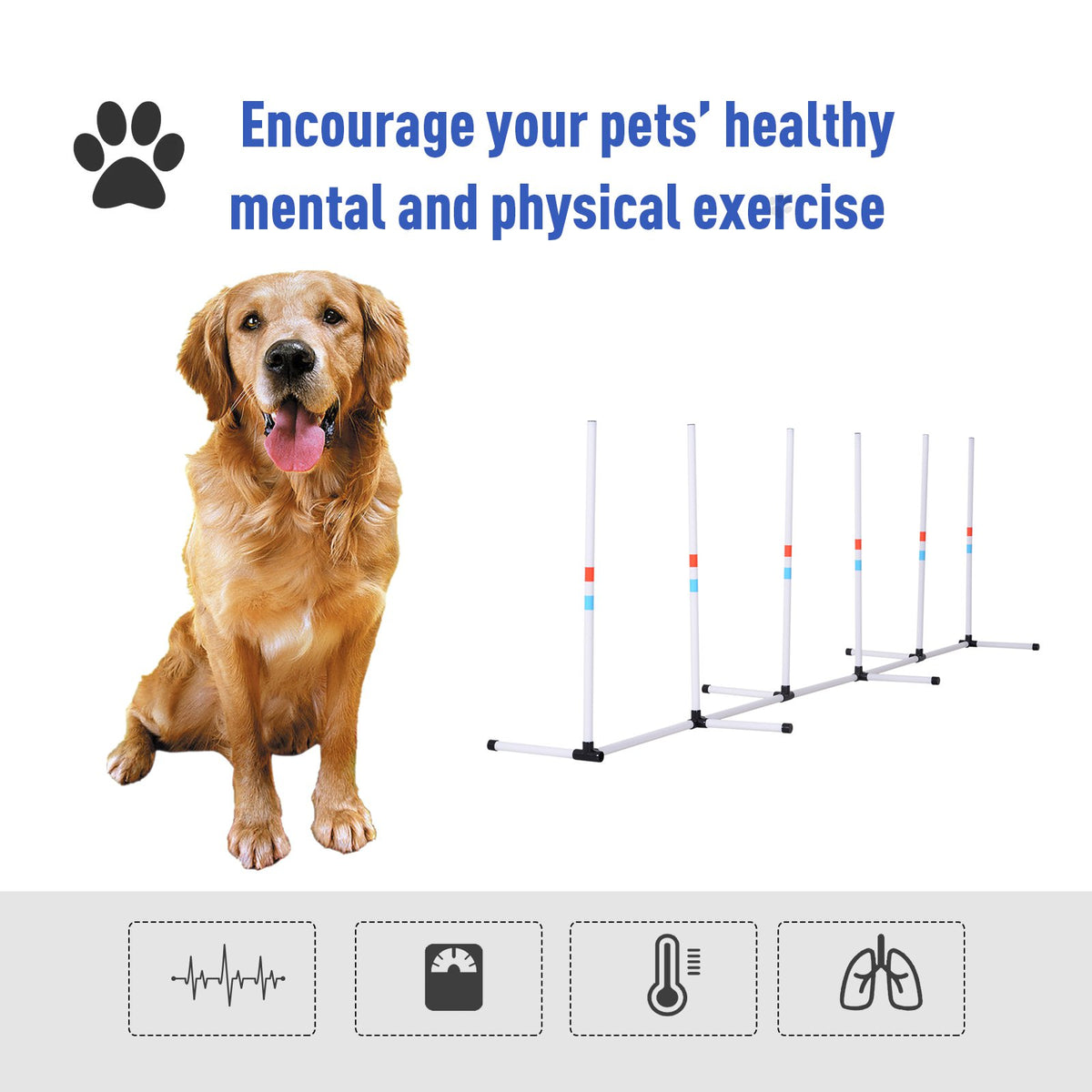 Encourage your pets healthy mental and physical exercise graphic showing a golden retriever beside the agility weave poles