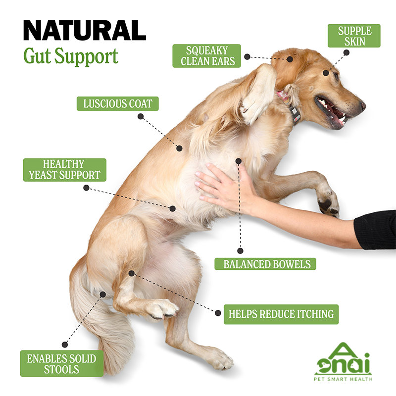 Probiotic soft chews for dogs, tasty daily immune health chews