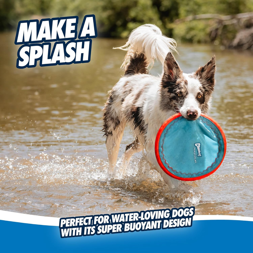 Dog in water with a blue flying disc, make a splash infographic