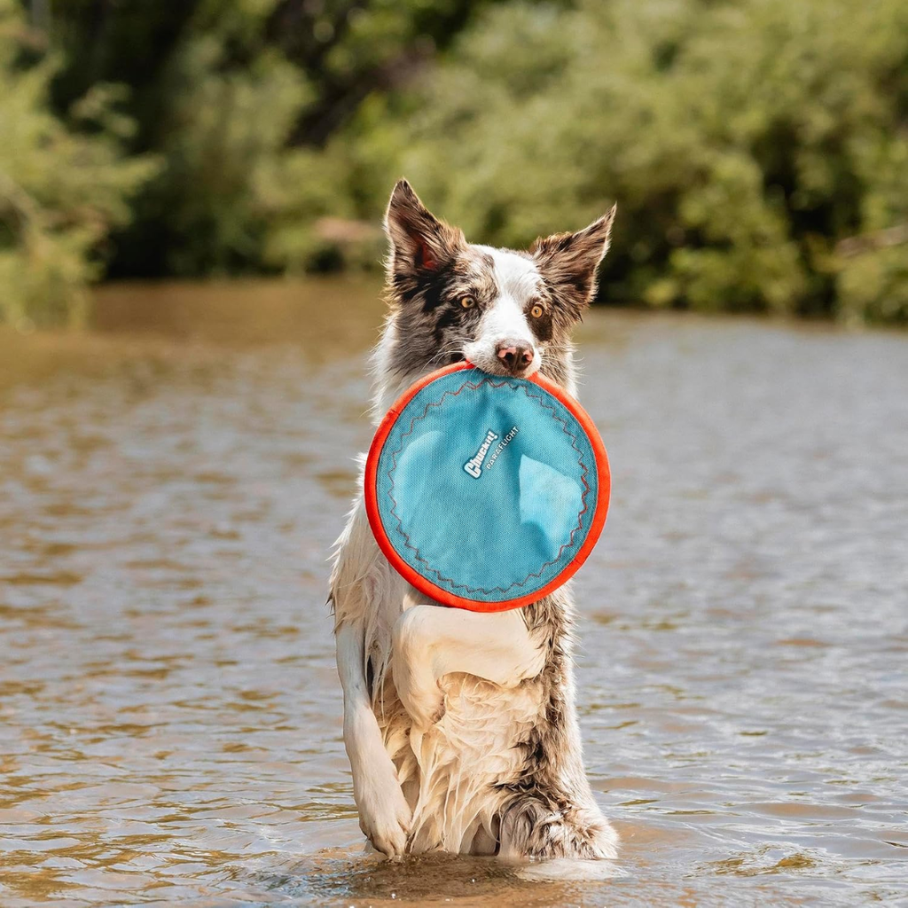 Dog in water holding a blue flying disc
