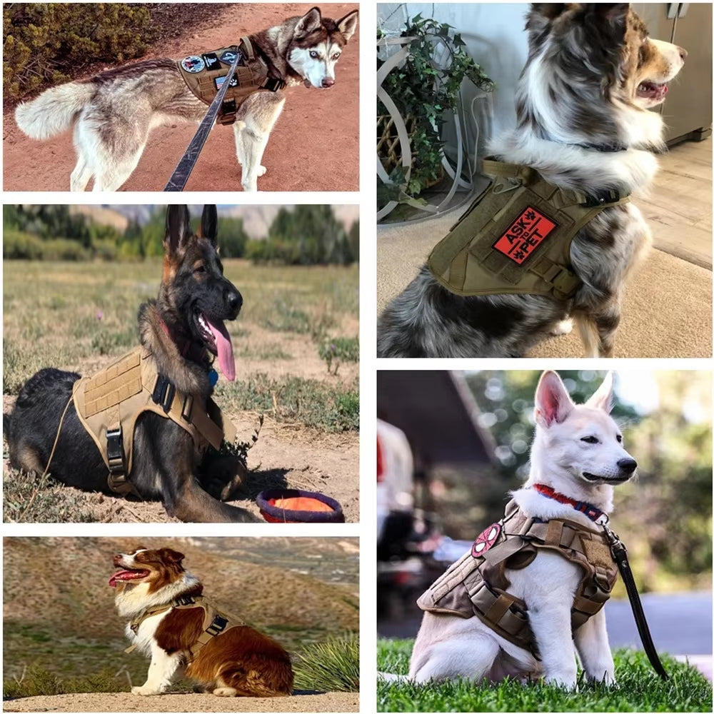 Husky, German Shepherd and Australian Shepherd dogs wearing tan tactical no-pull dog harnesses with leashes, outdoor lifestyle photos