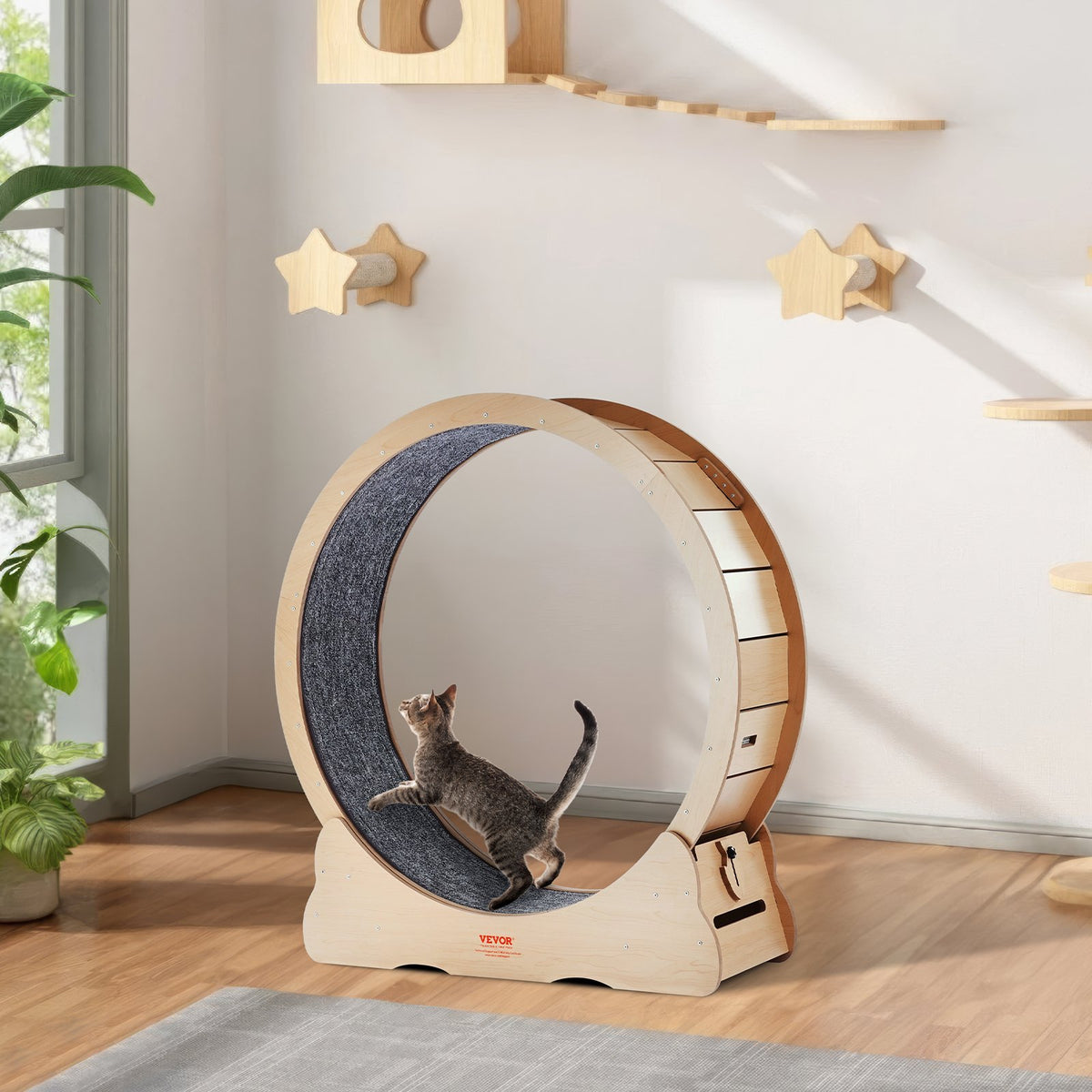 Lifestyle photo of a tabby cat walking inside the natural wood cat exercise wheel in a bright room, with wall-mounted star-shaped scratchers and wooden shelves above.