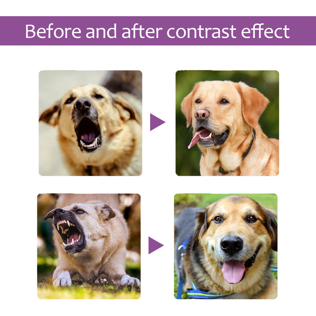 Before-and-after contrast graphic showing barking and snarling dogs becoming calm, happy dogs after using the spray.