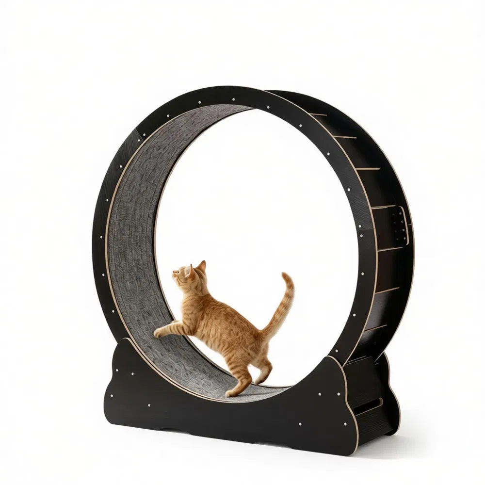 Orange tabby cat exercising inside a black wooden cat wheel on a white background
