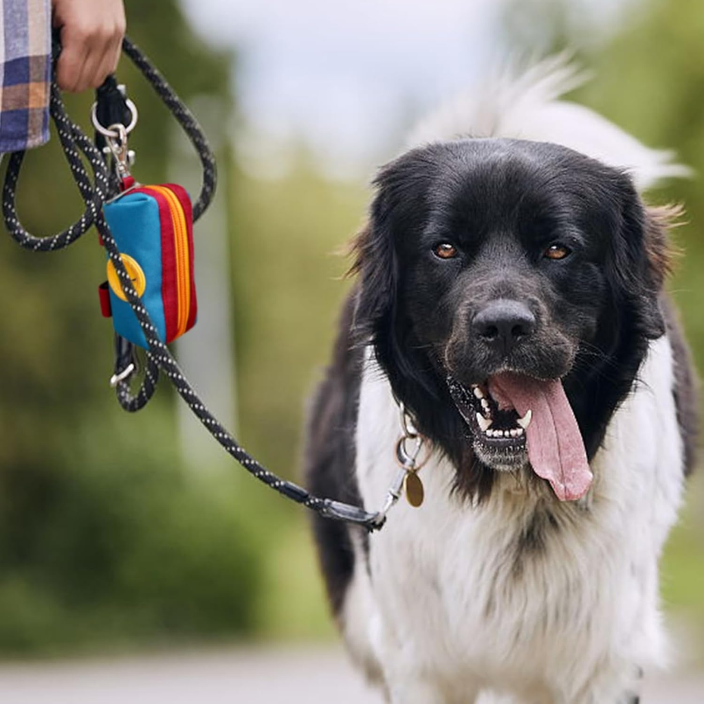 Happy black and white dog on a walk with blue and red canvas poop bag holder pouch attached to the leash