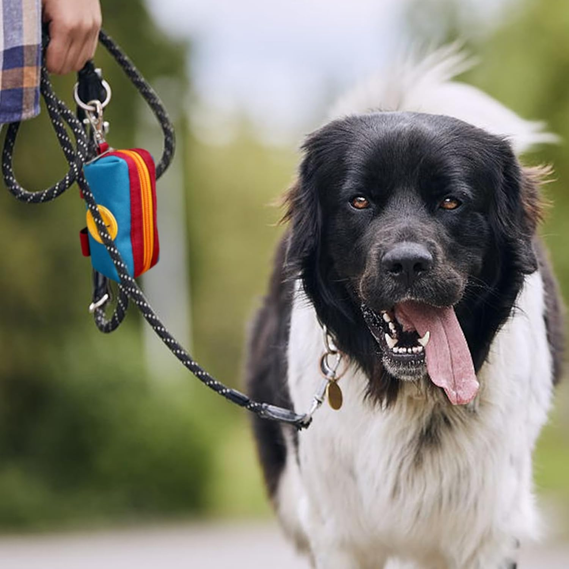 Happy black and white dog on a walk with blue and red canvas poop bag holder pouch attached to the leash