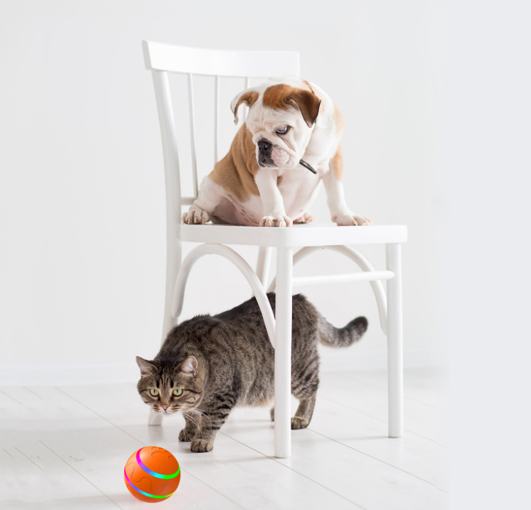 Tabby cat under a white chair watching an orange intelligent self-rotating cat ball with rainbow LED strips, with a bulldog puppy sitting on the chair.