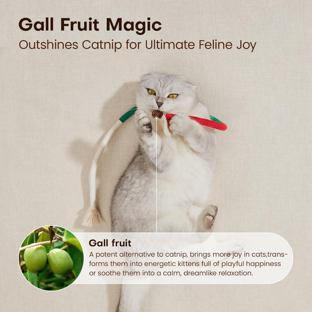 Gall fruit magic graphic showing a silver tabby cat holding a rope toy with gall fruit, explaining gall fruit as a potent catnip alternative, captioned outshines catnip for ultimate feline joy.