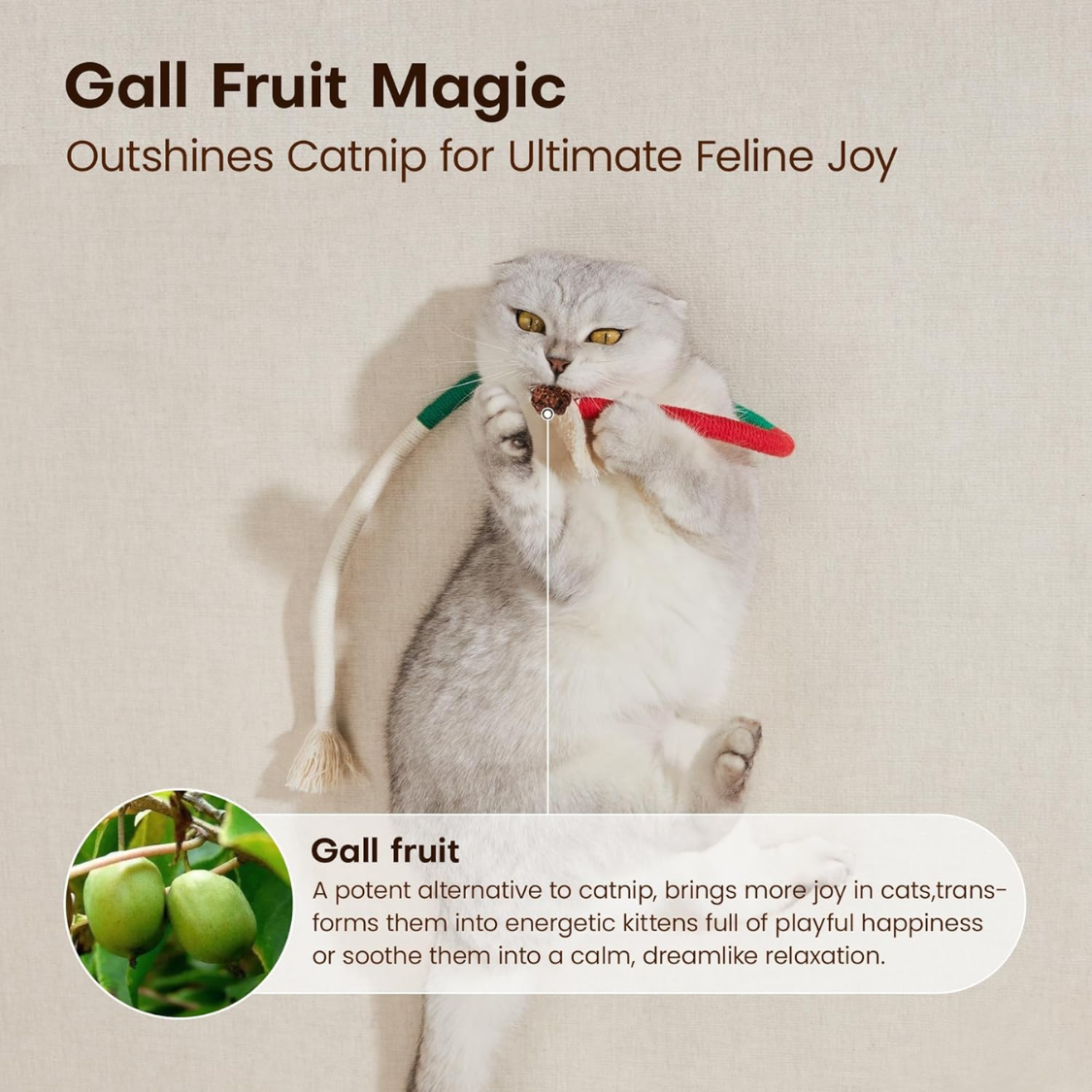 Gall fruit magic graphic showing a silver tabby cat holding a rope toy with gall fruit, explaining gall fruit as a potent catnip alternative, captioned outshines catnip for ultimate feline joy.