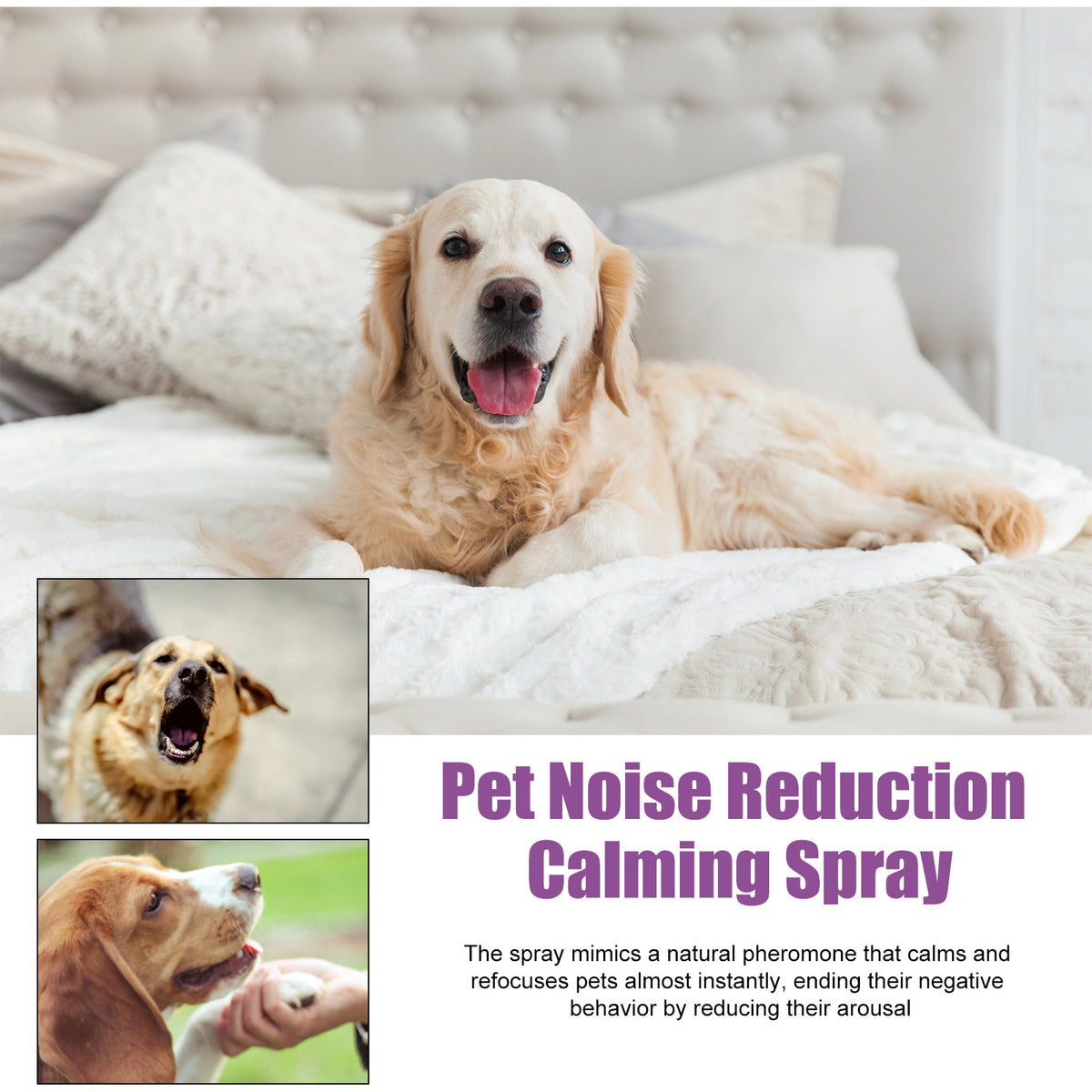 Marketing graphic of a happy golden retriever on a white bed with a barking dog inset, explaining the spray mimics a natural calming pheromone.