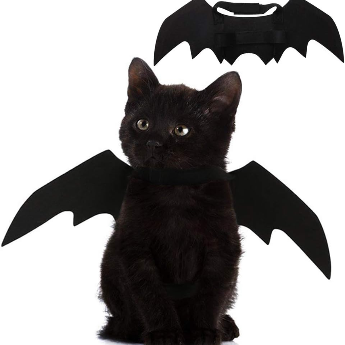 Black cat wearing felt bat wings Halloween costume