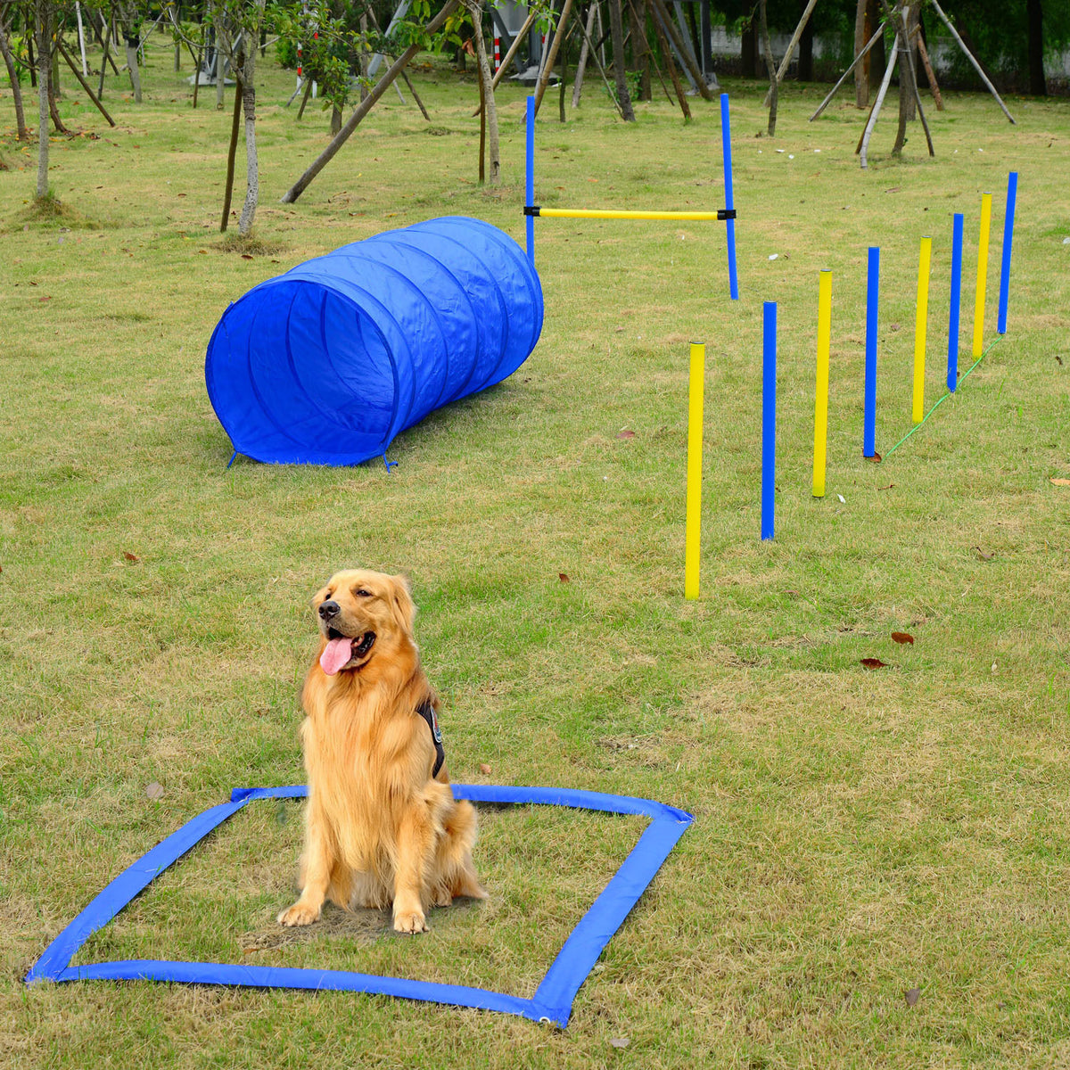 Dog in a blue pause box with tunnel and weave poles